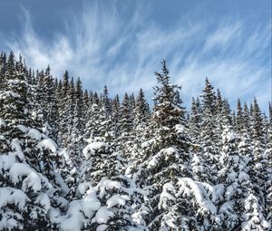 Preview wallpaper spruces, trees, branches, snow, winter, nature