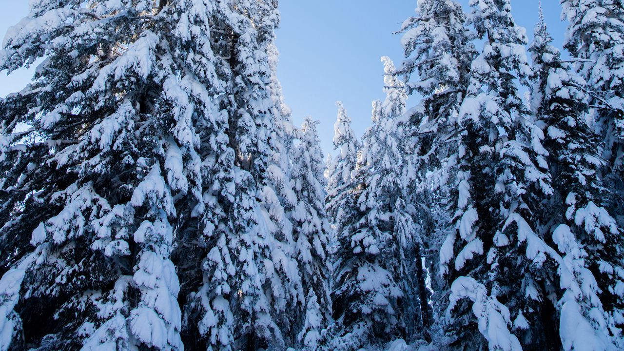 Wallpaper spruces, trees, forest, snow, winter, nature