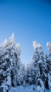 Preview wallpaper spruces, trees, forest, snow, winter, nature