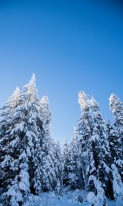 Preview wallpaper spruces, trees, forest, snow, winter, nature