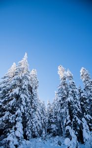 Preview wallpaper spruces, trees, forest, snow, winter, nature