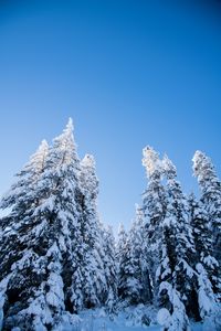 Preview wallpaper spruces, trees, forest, snow, winter, nature