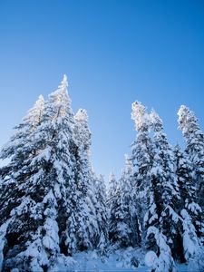 Preview wallpaper spruces, trees, forest, snow, winter, nature