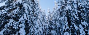 Preview wallpaper spruces, trees, forest, snow, winter, nature