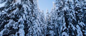 Preview wallpaper spruces, trees, forest, snow, winter, nature