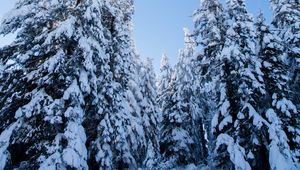 Preview wallpaper spruces, trees, forest, snow, winter, nature