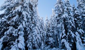 Preview wallpaper spruces, trees, forest, snow, winter, nature