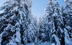 Preview wallpaper spruces, trees, forest, snow, winter, nature