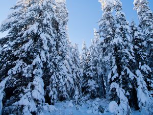 Preview wallpaper spruces, trees, forest, snow, winter, nature