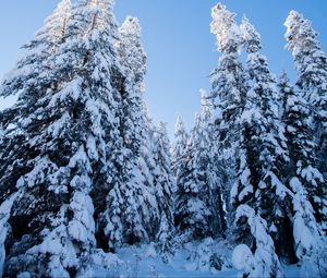 Preview wallpaper spruces, trees, forest, snow, winter, nature