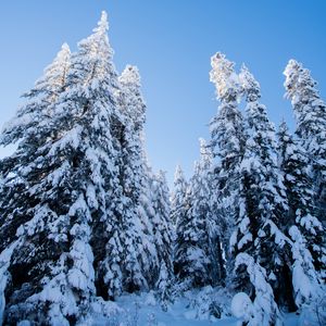 Preview wallpaper spruces, trees, forest, snow, winter, nature