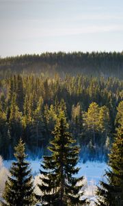 Preview wallpaper spruces, trees, forest, snow, frost, winter, nature