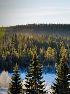 Preview wallpaper spruces, trees, forest, snow, frost, winter, nature