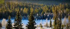 Preview wallpaper spruces, trees, forest, snow, frost, winter, nature