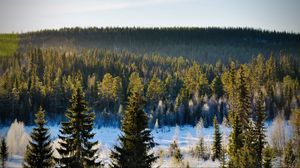 Preview wallpaper spruces, trees, forest, snow, frost, winter, nature