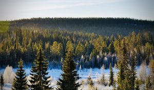 Preview wallpaper spruces, trees, forest, snow, frost, winter, nature