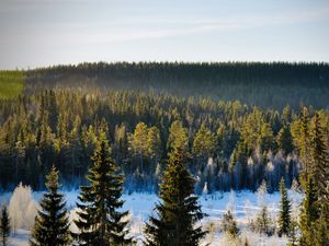 Preview wallpaper spruces, trees, forest, snow, frost, winter, nature