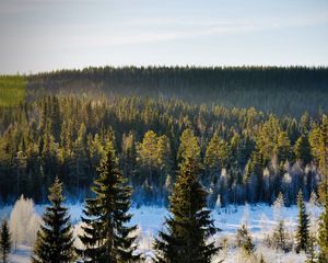 Preview wallpaper spruces, trees, forest, snow, frost, winter, nature