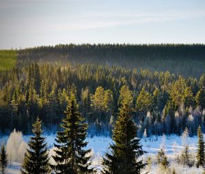 Preview wallpaper spruces, trees, forest, snow, frost, winter, nature