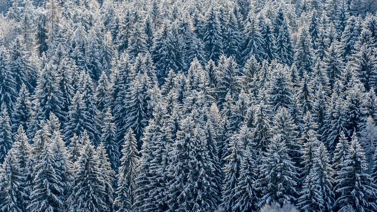 Wallpaper spruces, trees, forest, snow, winter