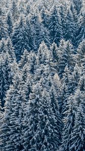 Preview wallpaper spruces, trees, forest, snow, winter