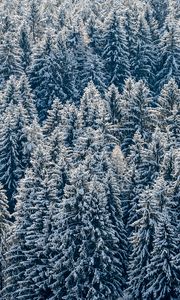 Preview wallpaper spruces, trees, forest, snow, winter