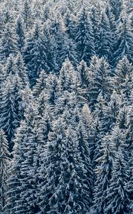 Preview wallpaper spruces, trees, forest, snow, winter