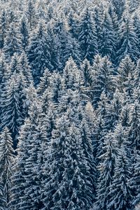 Preview wallpaper spruces, trees, forest, snow, winter