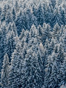 Preview wallpaper spruces, trees, forest, snow, winter