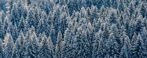 Preview wallpaper spruces, trees, forest, snow, winter