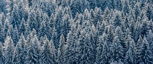 Preview wallpaper spruces, trees, forest, snow, winter