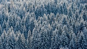 Preview wallpaper spruces, trees, forest, snow, winter