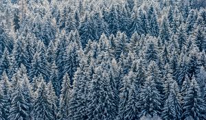 Preview wallpaper spruces, trees, forest, snow, winter