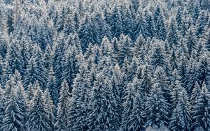 Preview wallpaper spruces, trees, forest, snow, winter