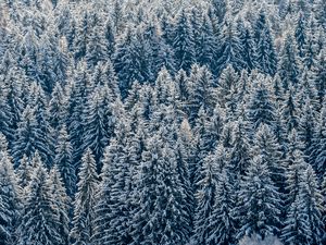 Preview wallpaper spruces, trees, forest, snow, winter