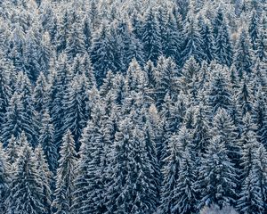 Preview wallpaper spruces, trees, forest, snow, winter