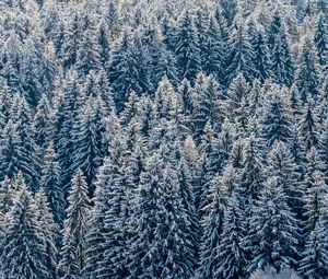 Preview wallpaper spruces, trees, forest, snow, winter