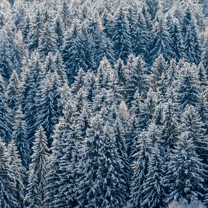 Preview wallpaper spruces, trees, forest, snow, winter