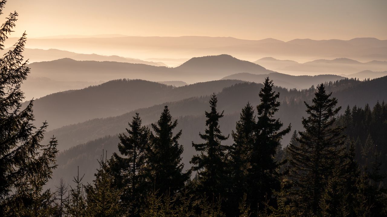 Wallpaper spruces, trees, hills, fog