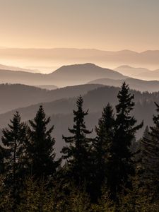 Preview wallpaper spruces, trees, hills, fog