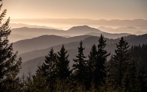 Preview wallpaper spruces, trees, hills, fog