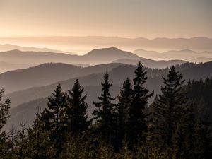 Preview wallpaper spruces, trees, hills, fog