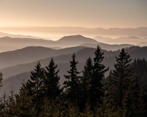 Preview wallpaper spruces, trees, hills, fog