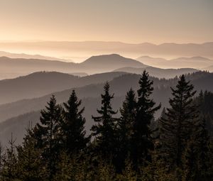 Preview wallpaper spruces, trees, hills, fog