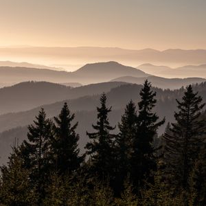 Preview wallpaper spruces, trees, hills, fog