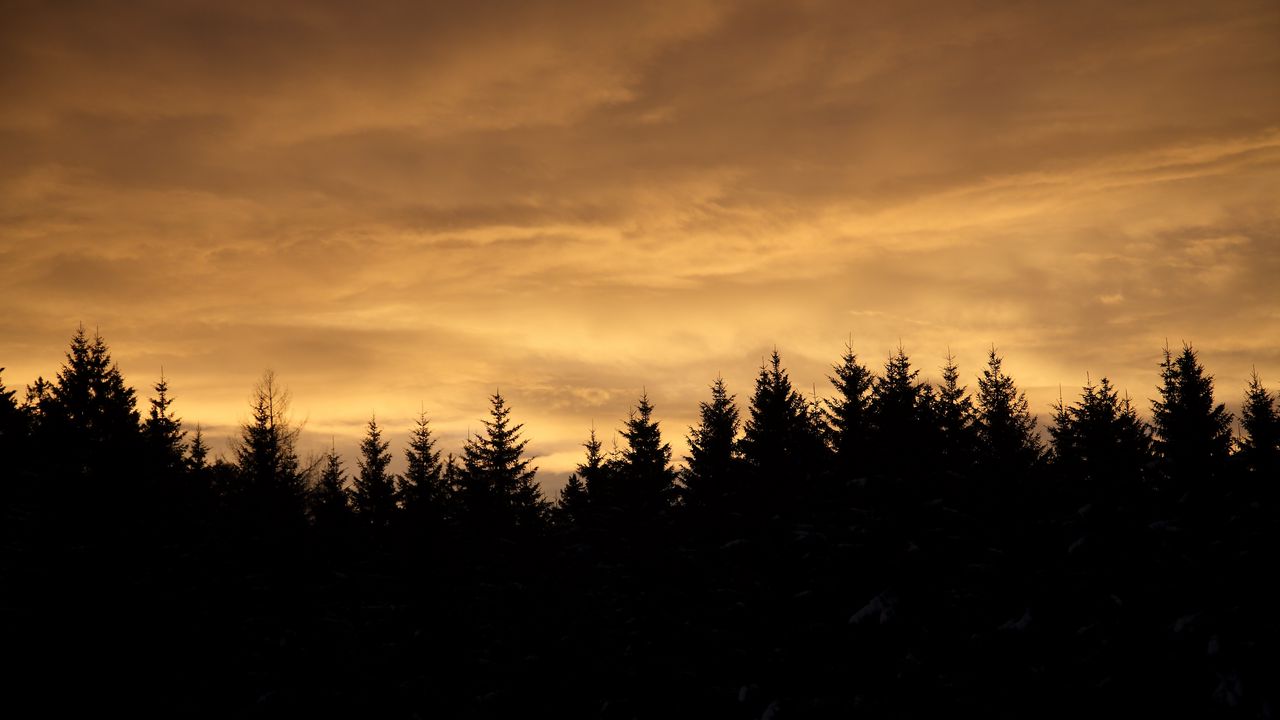 Wallpaper spruces, trees, silhouettes, evening