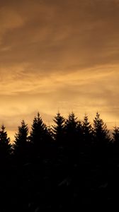 Preview wallpaper spruces, trees, silhouettes, evening