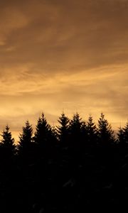 Preview wallpaper spruces, trees, silhouettes, evening