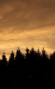 Preview wallpaper spruces, trees, silhouettes, evening