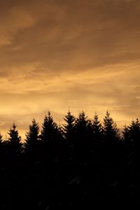 Preview wallpaper spruces, trees, silhouettes, evening